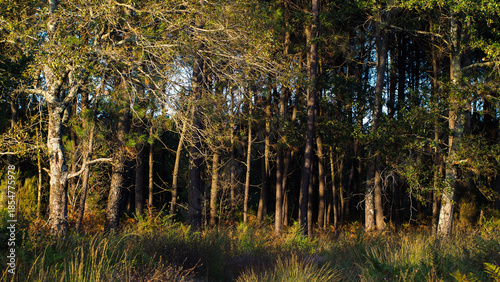 Wallpaper Mural Fougères dans la forêt des Landes de Gascogne, pendant l'heure dorée Torontodigital.ca