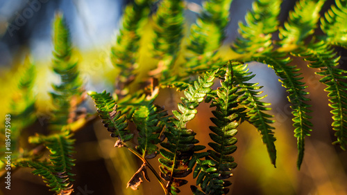 Wallpaper Mural Fougères dans la forêt des Landes de Gascogne, pendant l'heure dorée Torontodigital.ca