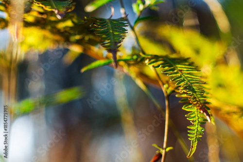 Wallpaper Mural Fougères dans la forêt des Landes de Gascogne, pendant l'heure dorée Torontodigital.ca