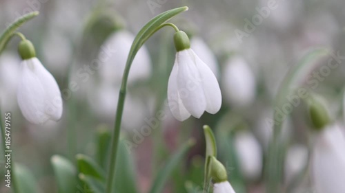 Spring Snowdrops Forest Awakening First Bloom Background