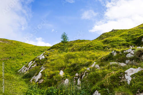 lush green hillside with white rocks under bright blue sky. rocky alpine landscape. scenic nature background