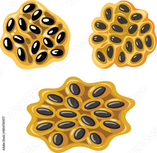 Passion fruit seeds macro vector illustration with yellow pulp and black seeds tropical fruit isolated
