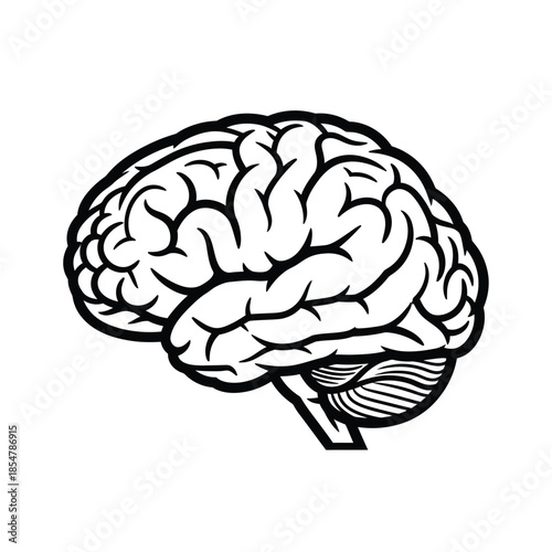 A detailed black and white illustration depicts the human brain showcasing its complex structure and folds highlighting neurological anatomy and cognitive