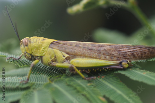 The insect in the picture is a grasshopper, possibly a species of Javanese wood grasshopper (Valanga nigricornis). 