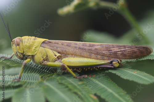 The insect in the picture is a grasshopper, possibly a species of Javanese wood grasshopper (Valanga nigricornis). 