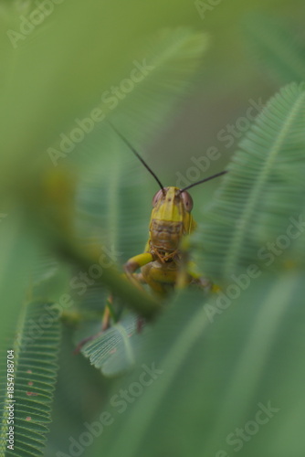 The insect in the picture is a grasshopper, possibly a species of Javanese wood grasshopper (Valanga nigricornis). 