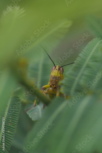 The insect in the picture is a grasshopper, possibly a species of Javanese wood grasshopper (Valanga nigricornis). 