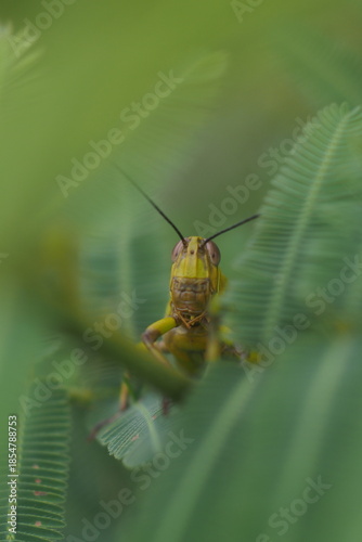 The insect in the picture is a grasshopper, possibly a species of Javanese wood grasshopper (Valanga nigricornis). 