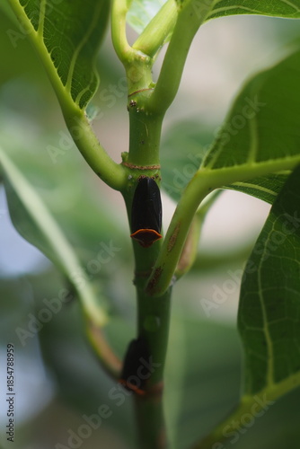 The insect in the picture is most likely the two-lined spittlebug (Prosapia bicincta), also known as the two-lined spittlebug. 