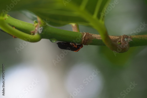 The insect in the picture is most likely the two-lined spittlebug (Prosapia bicincta), also known as the two-lined spittlebug. 
