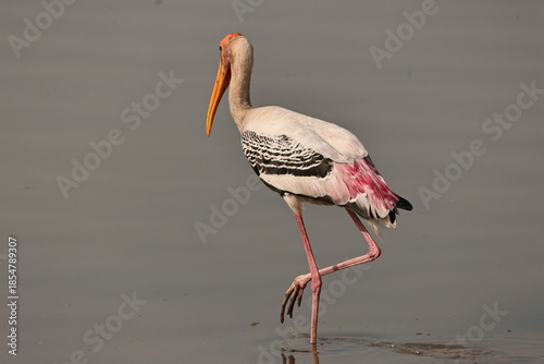 red billed stork
