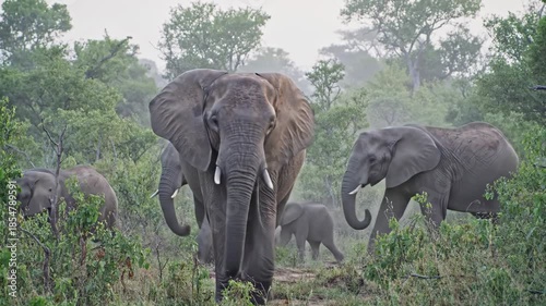 Three Elephants grazing in lush green landscape. Wildlife, animals, nature, safari, Africa, landscape.