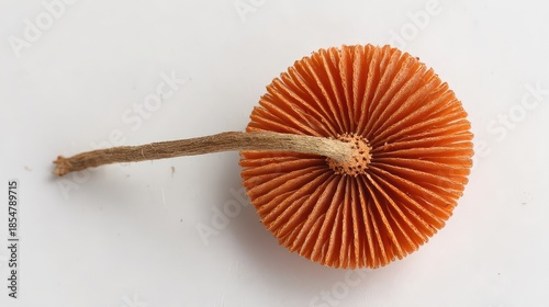 Orange Mushroom Close Up with Radial Gills and Brown Stem on White Background