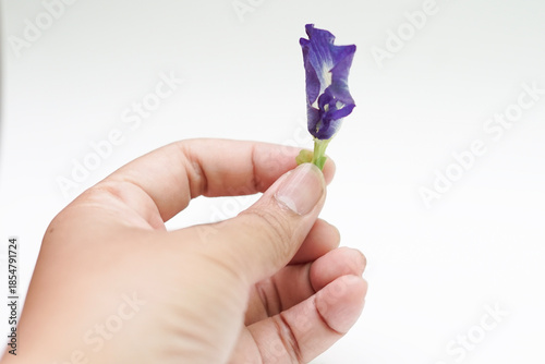 Blue pea flowers isolated on white background.