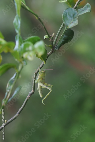 The insect in the picture is a grasshopper, possibly a species of Javanese wood grasshopper (Valanga nigricornis). 