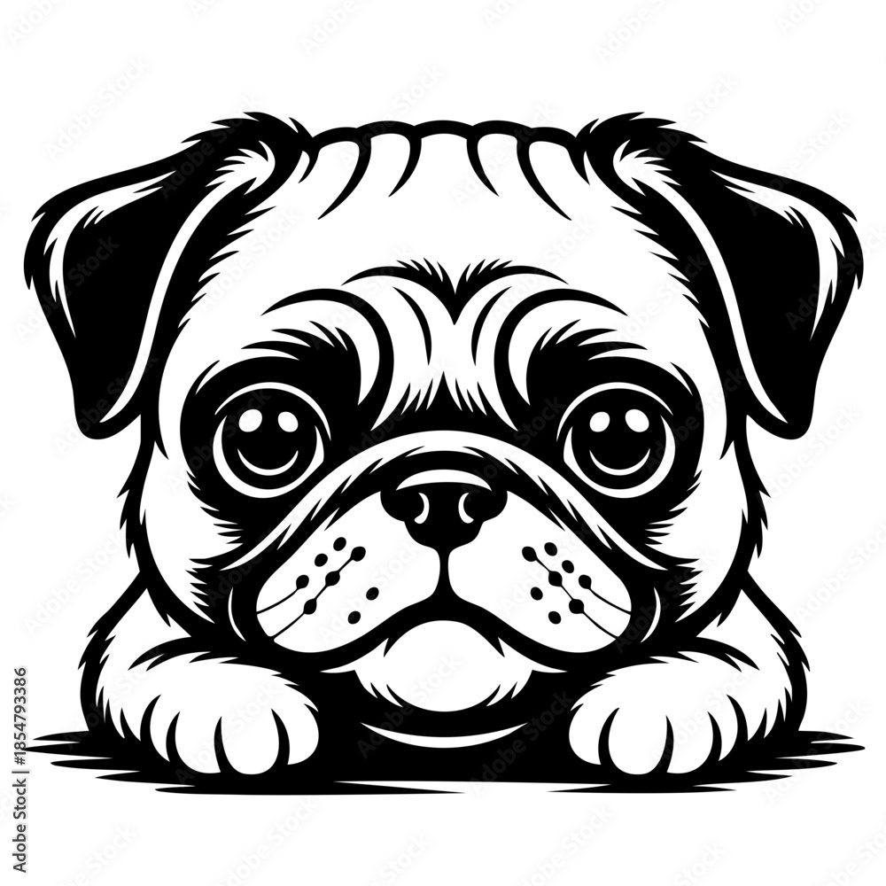 Fototapeta premium Peeking Pug Dog