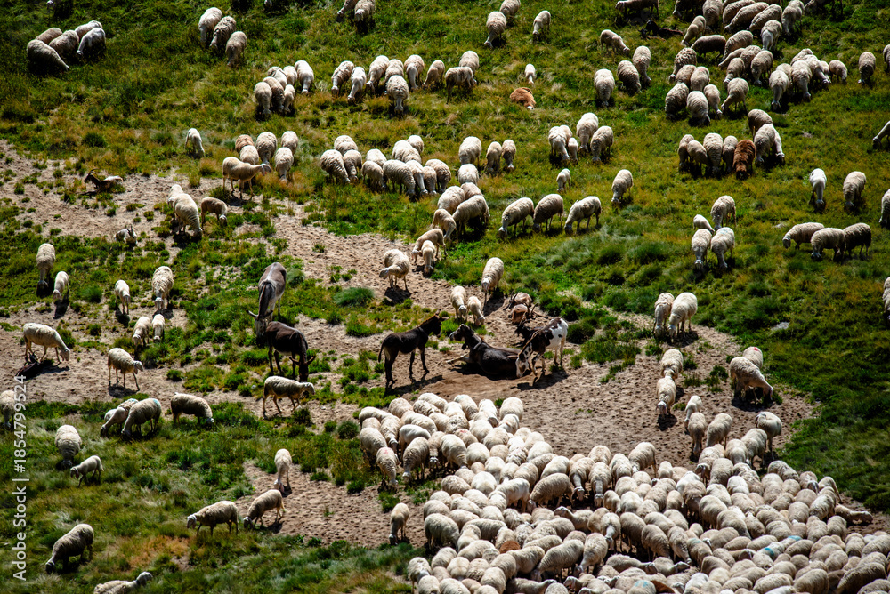 Fototapeta premium 2024 08 17 Pieve Tesino alpine pasture 17