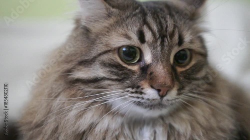 A cat with a long, fluffy tail and a long, furry body