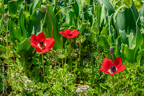 beautiful floral background of blooming red anemones in a spring meadow
