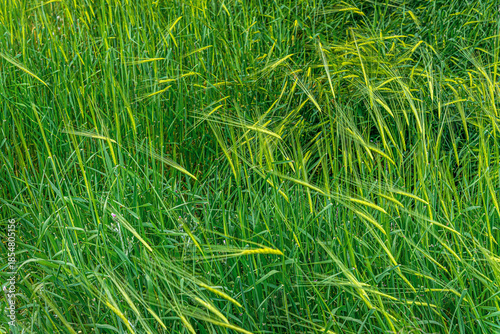 spring floral background young green wheat on the field close up shallow depth of field