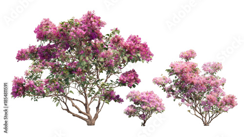 A collection of three flowering bougainvillea plants with vibrant pink and purple bracts and green leaves, isolated on a white background.