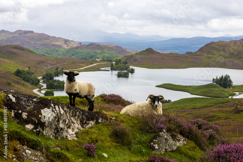 Sheep On Top Of Rocky Hill In Scotland