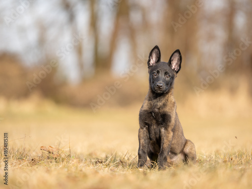 A well motivated, attentive nine-week-old Malinois puppy is sitting on a meadow in autumn, seen from a front view