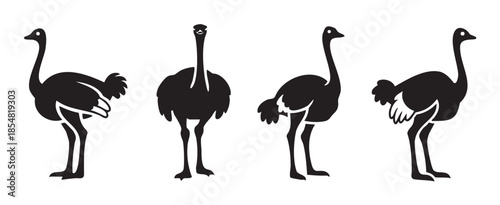 Four black ostrich silhouettes are depicted in various poses, showcasing different angles and characteristics of this iconic large flightless bird.