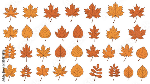 Set of various orange and brown autumn maple and birch leaves isolated on white background for seasonal fall decoration.