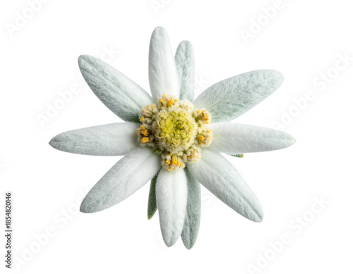 Single Edelweiss Flower Front View with Woolly Petals, Isolated on White Background