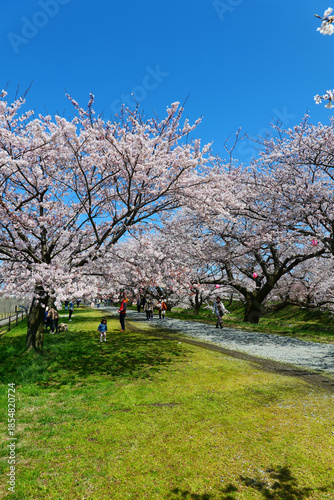 舟川べり桜並木。朝日、富山、日本。４月上旬。