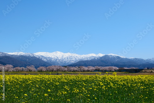 舟川べり桜並木。朝日、富山、日本。４月上旬。