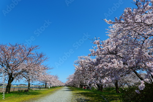 舟川べり桜並木。朝日、富山、日本。４月上旬。