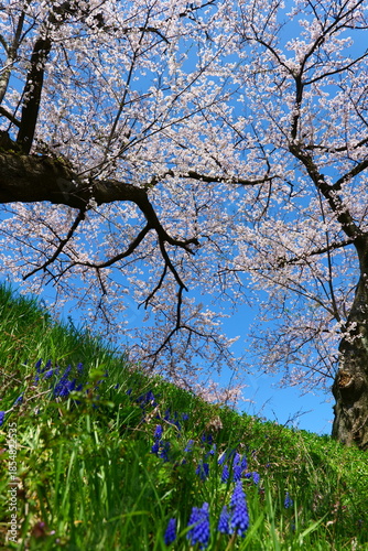 舟川べり桜並木。朝日、富山、日本。４月上旬。