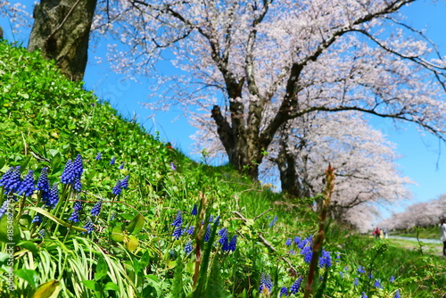 舟川べり桜並木。朝日、富山、日本。４月上旬。