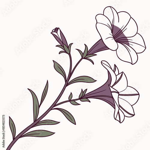 calibrachoa superbells plum on white