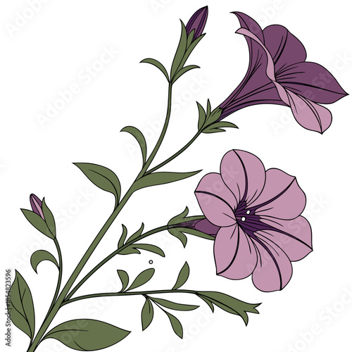 calibrachoa superbells plum flower vector on white background