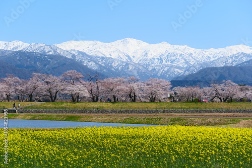 舟川べり桜並木。朝日、富山、日本。４月上旬。