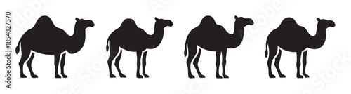 Four black camel silhouettes stand in a row, showcasing both dromedary and Bactrian species with their distinctive single and double humps.