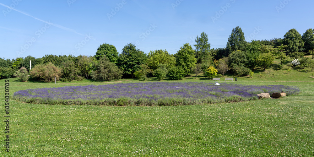 Fototapeta premium lavender field