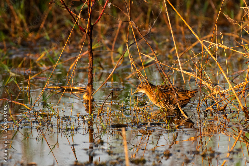 Obraz premium Baillon’s Crake Foraging in Shallow Wetland Under Daylight