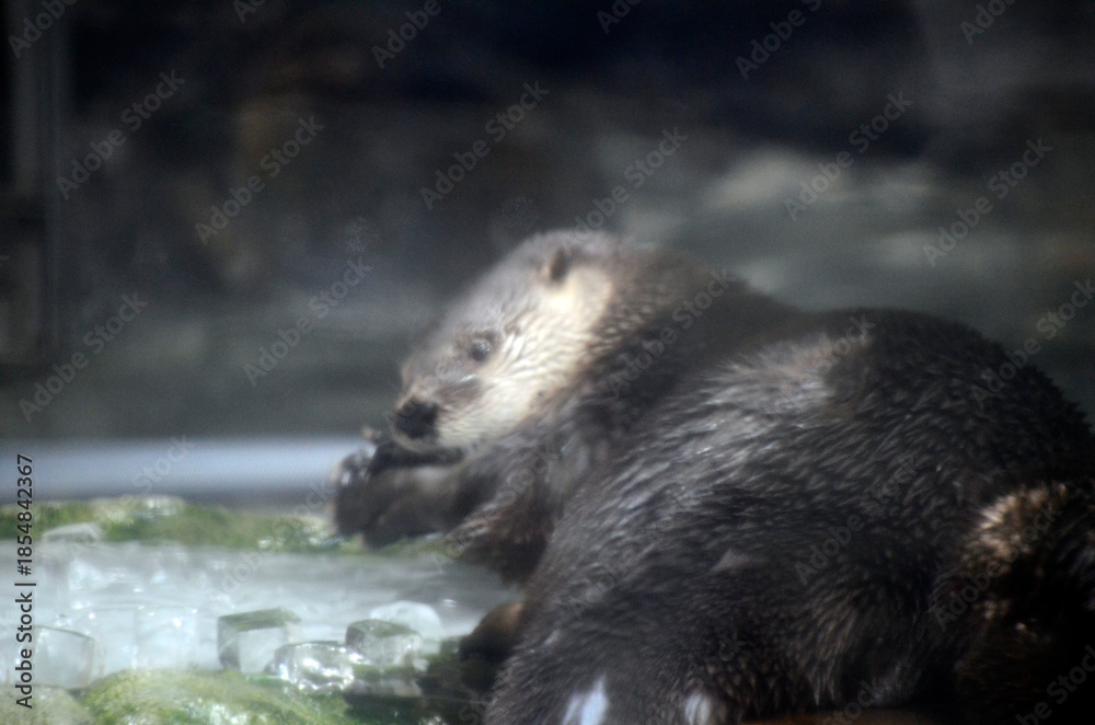 Obraz premium カワウソ