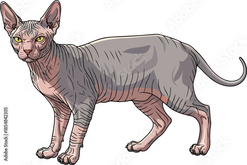 elegance unveiled the distinctive presence of a hairless feline masterpiece art, vector isolated on transparent background