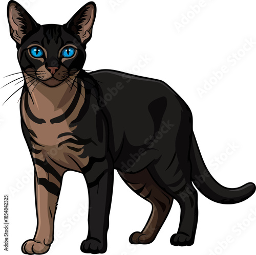 enigmatic gaze a dark tabbys vivid blue eyes and graceful silhouette, vector isolated on transparent background