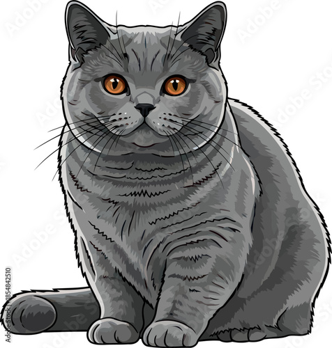 charming gaze british shorthairs iconic aura of plush comfort and companion grace, vector isolated on transparent background