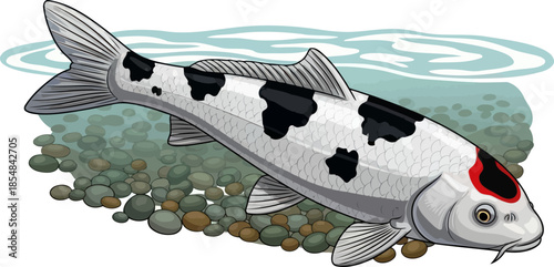 monochromatic grace a zen kois underwater ballet of contrast and calm, vector isolated on transparent background