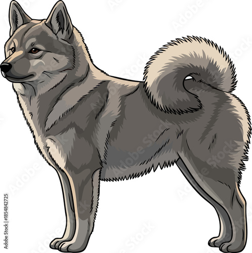 noble gray resilient northern dog, a symbol of enduring loyalty, vector isolated on transparent background