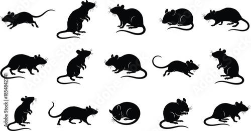 Black rat silhouette collection featuring rodents in running sitting feeding poses isolated on white background vector illustration set