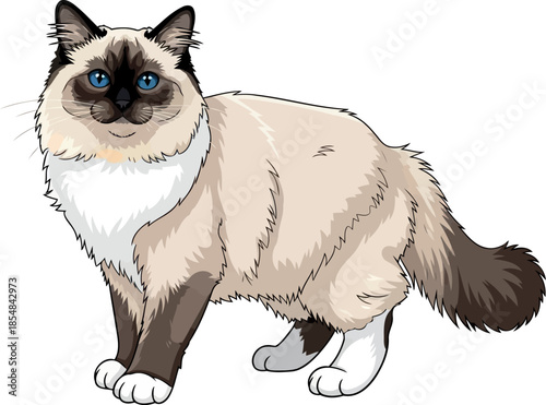 sacred guardian gaze the regal serenity of a blueeyed birman feline, vector isolated on transparent background