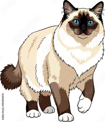 sacred paws, sapphire eyes birman cats graceful aura and timeless allure, vector isolated on transparent background
